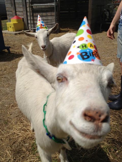 party-hat-goats.jpg